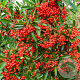 Pyracantha 'Mohave' 125-150 cm 15L struik