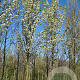 Pyrus calleryana 'Capital' 25-30 HO draadkluit