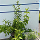 Deutzia hybrida 'Strawberry Fields' 80-100 cm 7,5L