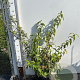 Deutzia hybrida 'Strawberry Fields' 80-100 cm 7,5L