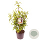 Deutzia hybrida 'Strawberry Fields' 80-100 cm 7,5L