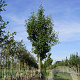 Pyrus calleryana 'Redspire' 18-20 HO draadkluit