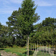 Pyrus calleryana 'Redspire' 20-25 HO draadkluit