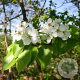 Pyrus c. 'Beech Hill' 50-60 HO draadkluit 250 cm stam