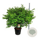 Euonymus alatus 125-150 cm cont. 55L extra