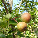 Pyrus pashia 16-18 HO cont. 85L
