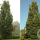 Quercus bimundorum 'Crimschmidt' 25-30 HO draadkluit 250 cm stam