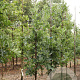 Quercus bimundorum Crimson Spire 12-14 HO draadkluit geveerd