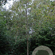 Quercus castaneifolia 45-50 HO draadkluit 250 cm stam