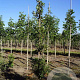 Quercus hispanica 'Fulhamensis' 8-10 HO draadkluit geveerd