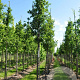 Quercus hispanica 'Wageningen' 14-16 HO draadkluit