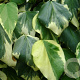 Hedera colchica 'Dentata Variegata' 120-140 cm 50L