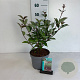 Cornus alba 'Kesselringii' 40-50 cm 35L