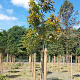 Quercus texana 'New Madrid' 30-35 HO draadkluit 250 cm stam