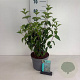 Cornus mas 40-50 cm 35L