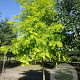 Robinia ps. 'Frisia' 14-16 HO draadkluit