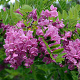 Robinia 'Purple Robe' 20-25 HO draadkluit