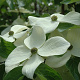 Cornus Starlight 170-200 cm cont. 55L extra