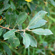 Salix cinerea 200-250 cm draadkluit struik