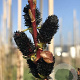 Salix gracilistyla 'Melanostachys' 175-200 cm draadkluit struik op Stam