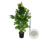 Acer palmatum 'Tsukawa Silloueth' 200-225 cm cont. 55L extra