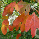 Sassafras albidum 6-8 HO draadkluit geveerd