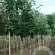 Sorbus aria 'Gigantea' 12-14 HO draadkluit