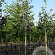 Sorbus aria 'Magnifica' 30-35 HO draadkluit 250 cm stam