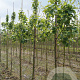 Sorbus incana 12-14 HO draadkluit