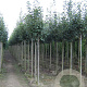 Sorbus latifolia 'Henk Vink' 12-14 HO draadkluit