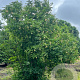 Staphylea colchica 300-350 cm draadkluit struik