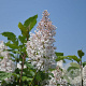 Syringa henryi 'Summer White' 200-250 cm draadkluit struik