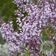 Syringa hyac. 'Blanche Sweet' 200-250 cm draadkluit struik