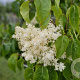 Syringa pekin. 'China Snow' 200-250 cm cont. 130L struik