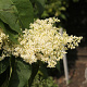 Syringa reticulata 'City ofToronto' 175-200 cm draadkluit struik op Stam