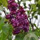 Syringa v. 'Adelaide Dunbar' 200-250 cm draadkluit struik