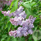 Syringa v. 'Emilie Lemoine' 250-300 cm draadkluit struik