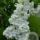 Syringa v. 'Marie Finon' 200-250 cm draadkluit struik