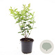 Hypericum androsaemum GM 1.5