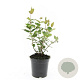 Hypericum androsaemum GM 1.5