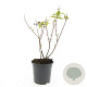 Hypericum androsaemum GM 1.5