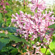Syringa v. 'Minaret' 200-250 cm draadkluit struik