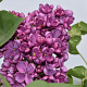 Syringa v. 'Prodige' 200-250 cm draadkluit struik
