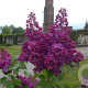 Syringa v. Standard of Lenin 175-200 cm draadkluit struik op Stam