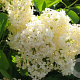Syringa v. Sterntaler 250-300 cm draadkluit struik