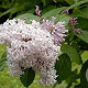 Syringa wolfii 200-250 cm draadkluit struik