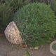 Taxus baccata 100-110 cm draadkluit bol 100