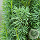 Taxus b. 'Fastigiata' 350-400 cm draadkluit solitair