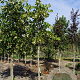 Tilia americana 'Moltkei' 14-16 HO draadkluit
