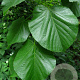 Tilia americana 'Moltkei' 30-35 HO draadkluit 250 cm stam